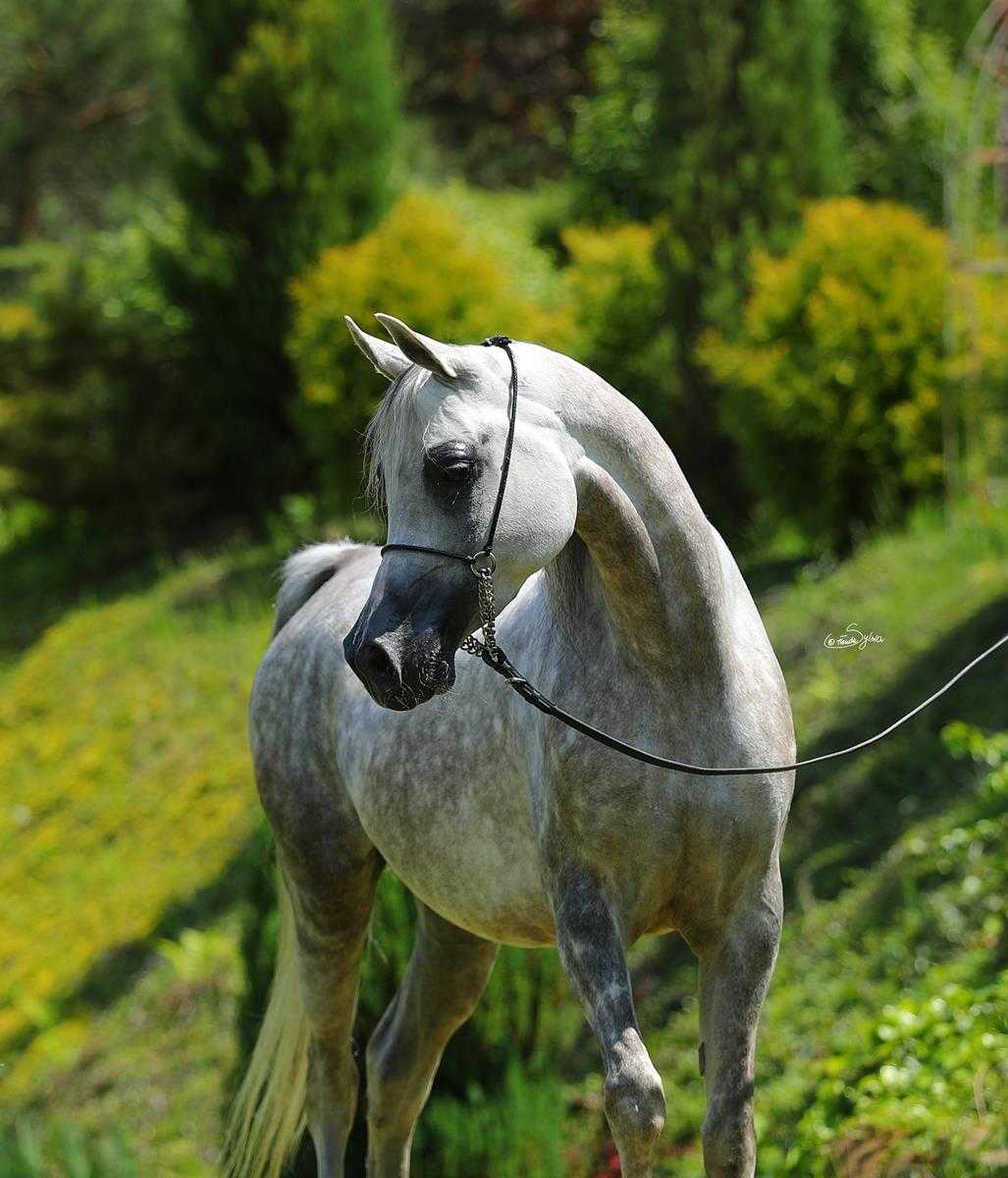 EL KAHRA — Mare · 12y